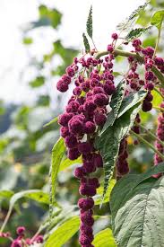 Image result for Amaranthus hybridus