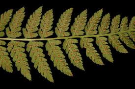 Image result for Maerua descampsii