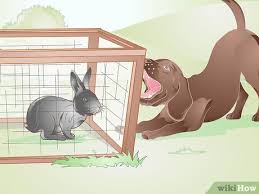 Turn your basic into a chic little number and go hit the gym like you own it! 3 Ways To Build A Rabbit Run Wikihow