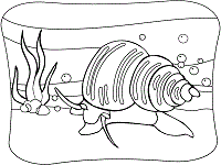 The snail then fires this at its victim to inject the venom, and reels the prey back in. Snails Coloring Pages And Printable Activities