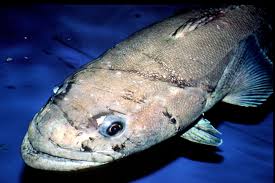 Image result for Dissotis trothae