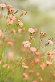 Check spelling or type a new query. For My Beloved Parents Missing You 01 09 2017 Beautiful Flowers