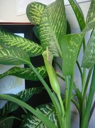 Pin On Plants