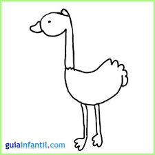 Dibujo De Avestruz Para Imprimir Y Colorear 37 mejores imagenes de avestruz avestruces dibujos de avestruz. dibujo de avestruz para imprimir y colorear