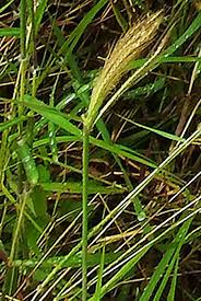 Image result for Dichanthium