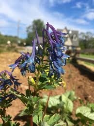 Image result for Chironia flexuosa