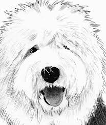 Black And White Old English Sheepdog Puppy Ginger Old English Sheepdog English Sheepdog Sheepdog