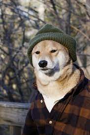 話題の面白可愛い動物写真集 犬猫他56枚画像 ページ 2 ailovei 2020 可愛い 動物 愉快な動物 動物