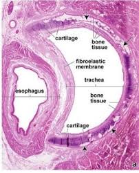 Fixed slide cross section of muscle tissue, 100x microscope view. 340 Histology Workbook Ideas Workbook Histology Slides Anatomy And Physiology