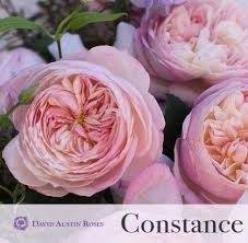 David austin roses vs peonies. Best Garden Rose David Austin Plants Ideas David Austin Roses Rose Garden Rose