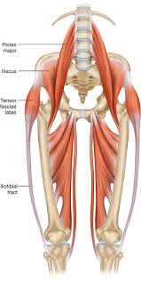 Study this image showing the main bones of the body, then test your knowledge with our unlabeled diagram (download below). Clinical Anatomy Of The Lumbosacral Spine Springerlink