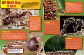 What Devours Ants? Exploring The Intriguing World Of Ant Predators