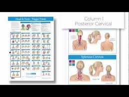 Trigger Point Chart Head And Neck Columns Group Muscles
