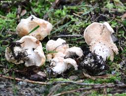 Image result for Hylodesmum repandum