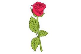 Draw the opening of this shape. How To Draw A Heart Rose Drawingnow