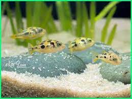 Dan mungkin kamu saat ini sedang berniat memelihara ikan nemo. Warna Yang Disukai Ikan Laut Cara Golden