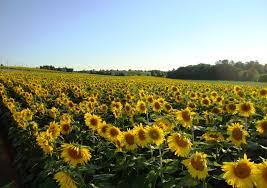 In addition to the lilac festival every spring, several farms have gorgeous fields of sunflowers at the end of summer. Sunflower Fields Mendon Ny Sunflower Fields Honeoye Honeoye Falls