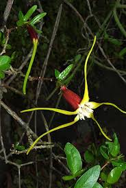 Image result for Strophanthus