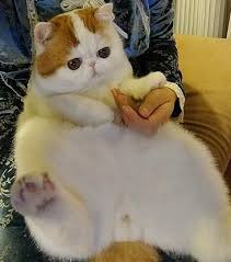 Pin On Pets