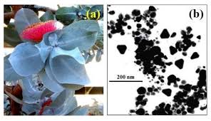 Image result for Sphaeranthus flexuosus