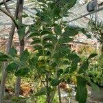 Image result for Ptaeroxylon