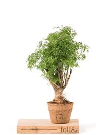 How do you grow bamboo indoors? Ming Aralia Polyscias Fruticosa Ming Buy Plants Online