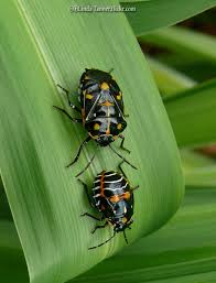 Harmonia axyridis, most commonly known as the harlequin, multicoloured asian, or asian ladybeetle, is a large coccinellid beetle. Harlequin Bugs Bonide