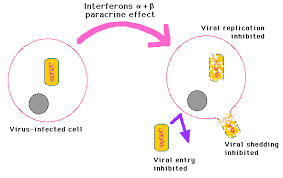 diagram of the action of interferons alpha and beta - General Practice  Notebook