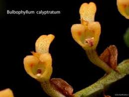 Image result for Bulbophyllum comatum