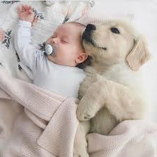 adorable snuggles petittresor ptbaby snuggles naptime yavru kopek hayvanlar bebek kopekler