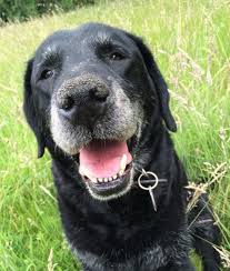 Cancer can affect each dog in a different way, making it challenging to come to this decision. Symptoms Of End Stage Lung Cancer In Dogs Dog Discoveries