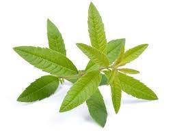 Hello, hello, hello, how low? Fragrance Notes Verbena Scentertainer