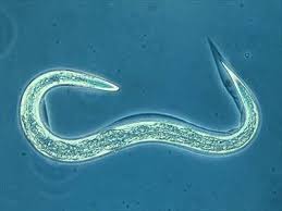 Image result for Nematopoa