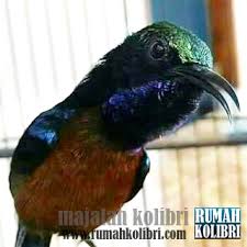 Alasannya karena ukurannya yang kecil dan warnanya merah. Pakan Wajib Bagi Kolibri Ninja Agar Cepat Gacor Rumah Kolibri