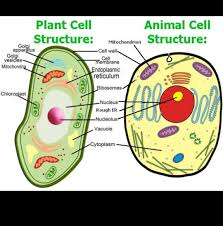 It supports and protects the cell. Directions Draw The Plant And Animal Cell And Label Correctly The Partsactivity What My Brain Is Brainly Ph