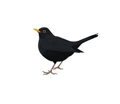 Pin By Mrs B On Black Bird Singing In The Dead Of Night Black Bird Tattoo Black Bird Bird Tattoo Men