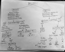Bacterial Identification Lab Worksheet Key Nidecmege