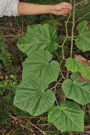 Image result for Alangium chinense