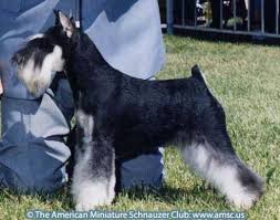 Black And Silver Miniature Schnauzer For Sale Error 404 Component Not Found Schnauzer Puppy Schnauzer Breed Miniature Schnauzer Puppies