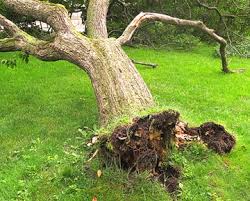 Careful planning and fast stump removal. Emergency Tree Care All Star Tree Services