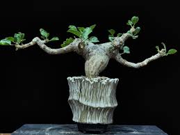 Image result for Thesium fanshawei