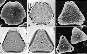 Image result for Zygotritonia nyassana