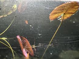 Image result for Nymphaea maculata