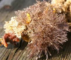 Image result for Behnia reticulata