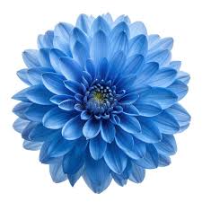 Blue Dahlia Flower Close-Up Png Stock Photo - Illustration of decorative,  striking: 362462534