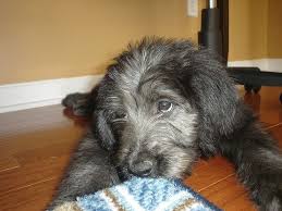 Expecting a litter of goldendoodle pups in early january 2021. Silver Labradoodle Puppy Labradoodle Puppy Labradoodle Labradoodle Dogs