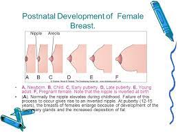 Mammary Gland Petek Korkusuz Md Phd Ppt Video Online Download
