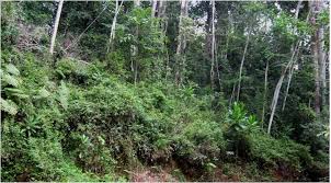 Image result for Inhambanella henriquesii