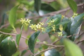 Image result for Cassipourea congoensis