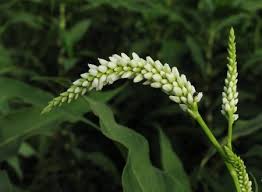 Image result for Persicaria senegalensis